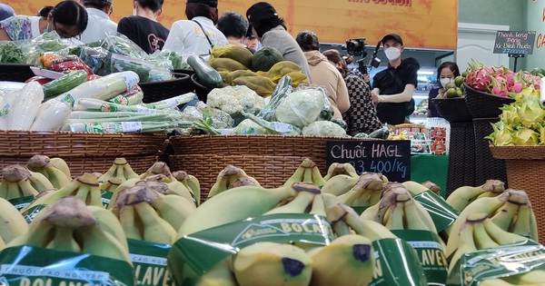 Chuối HAGL mang thương hiệu Bolaven có giá khá cao trong nhóm chuối giống Nam Mỹ trồng tại Việt Nam