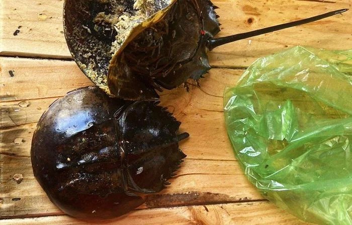 Sam biển có hình dáng giống con so biển 3 người dân thị xã Ninh Hoà ăn phải. (Ảnh BVCC).