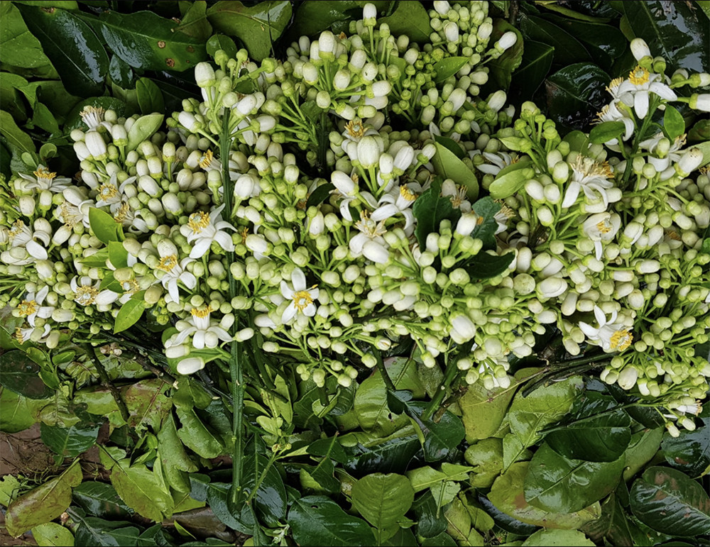 Nhiều nhà vườn tranh thủ mùa hoa trổ bông cắt tỉa bớt đem bán (Ảnh: NVCC)