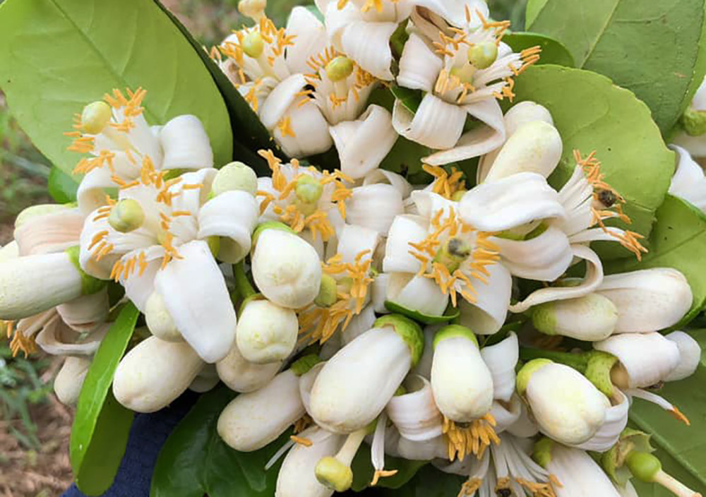 Giá hoa bưởi tương đối đắt đỏ (Ảnh: NVCC)