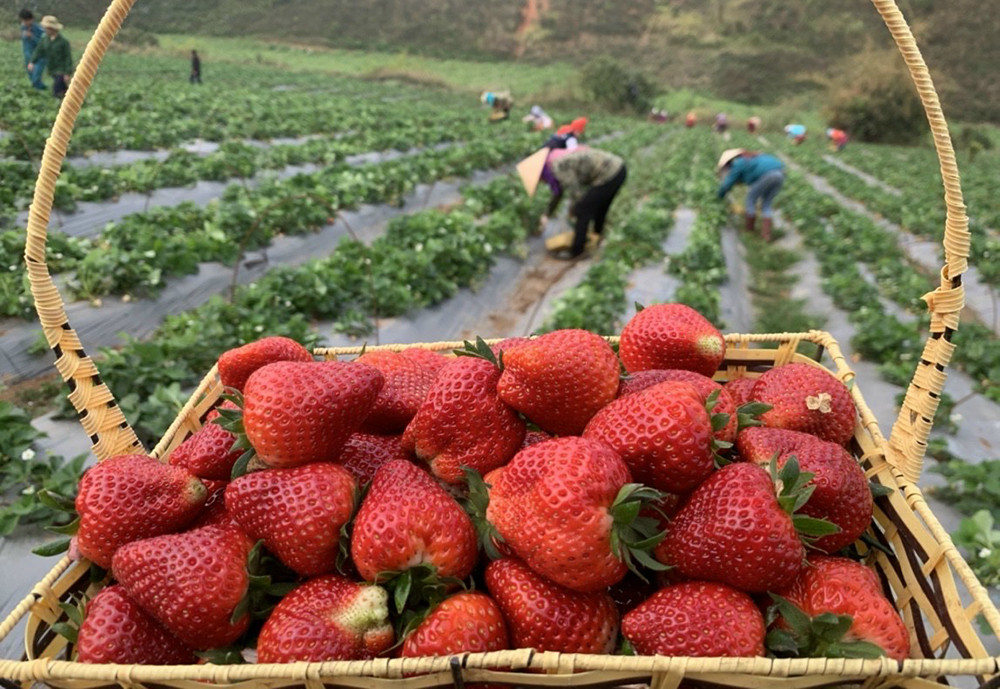 Dâu tây đang vào mùa thu hoạch chính vụ ở Sơn La (Ảnh: Văn Nam)