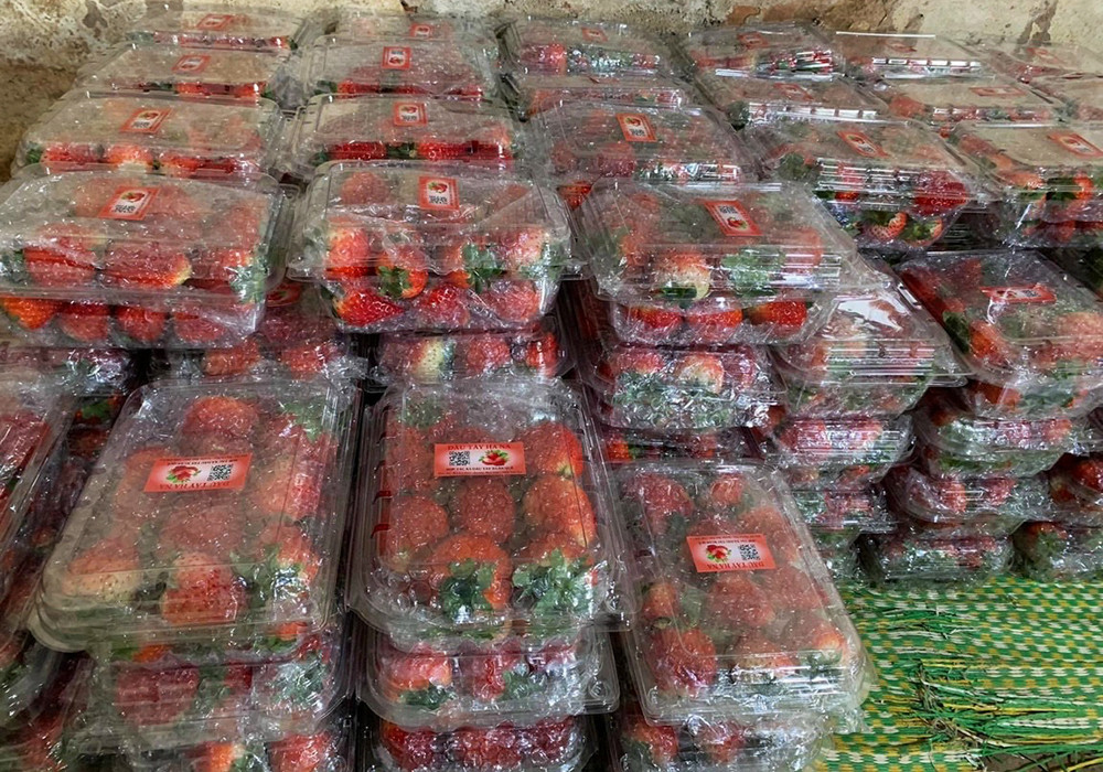 Dâu tây đóng hộp xong sẽ được giao ngay cho các mối sỉ (Ảnh: Văn Nam)