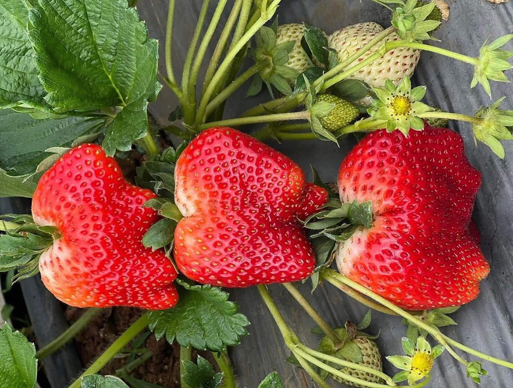 Dâu tây Sơn La hàng Vip thời điểm này đắt ngang với dâu Hàn Quốc (Ảnh: NVCC)