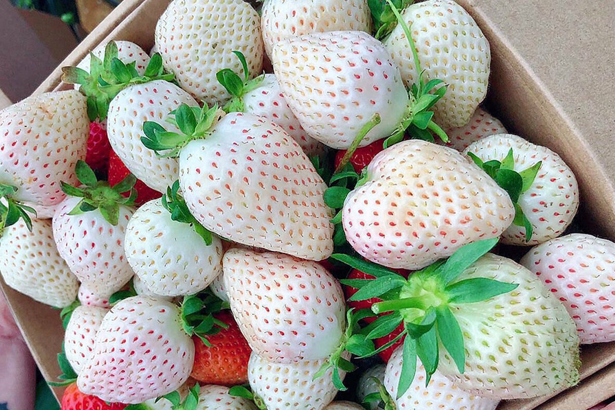 Vài năm gần đây, dâu tây Bạch Tuyết đã được trồng thành công tại Đà Lạt. Hiện tại, dâu Bạch Tuyết Đà Lạt có giá dao động từ 500.000 - 1 triệu đồng/kg, tuỳ thuộc vào size. Ảnh: Facebook