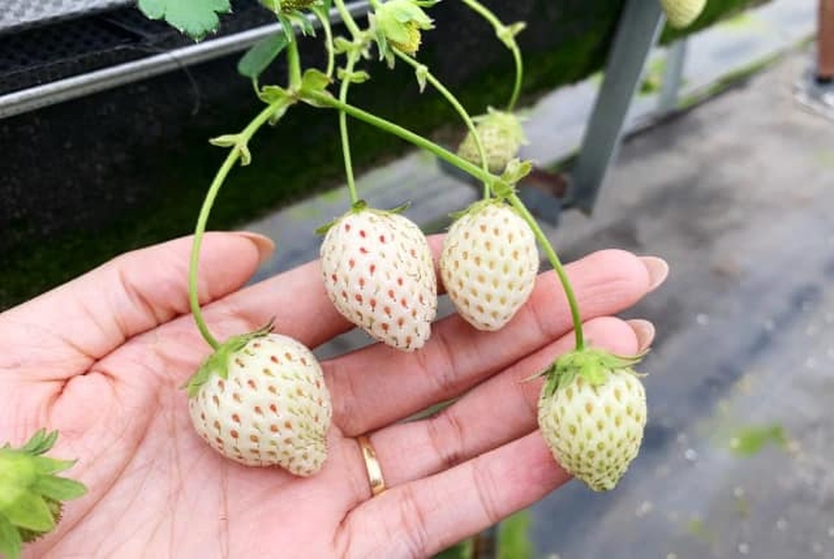 Mặc dù giá cao nhưng chủ vườn thường không có đủ dâu tây để trả cho khách. Ảnh: Facebook