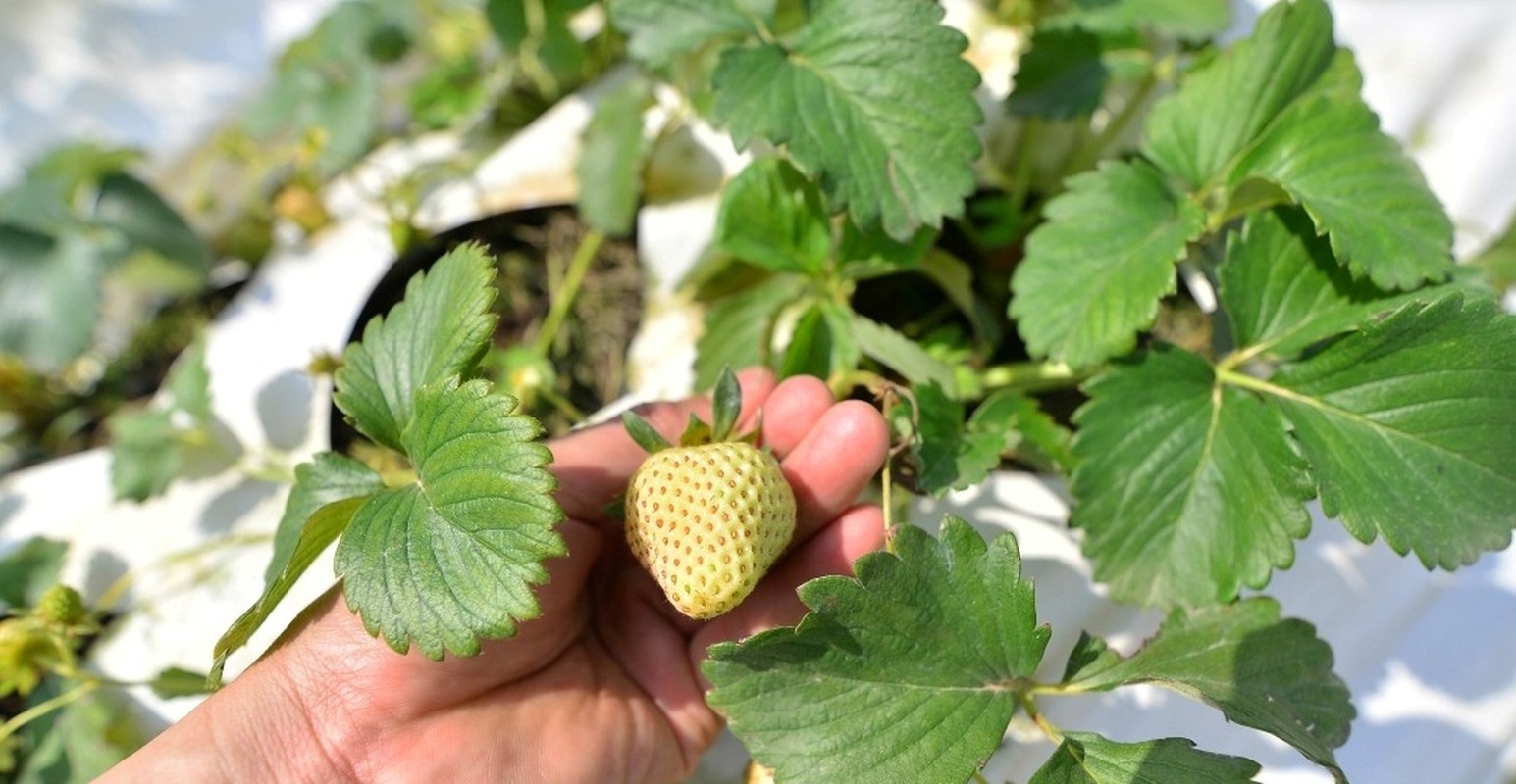 Quá trình chăm sóc dâu Bạch Tuyết đòi hỏi phải tỉ mỉ và chăm chỉ. Ảnh: Nông nghiệp