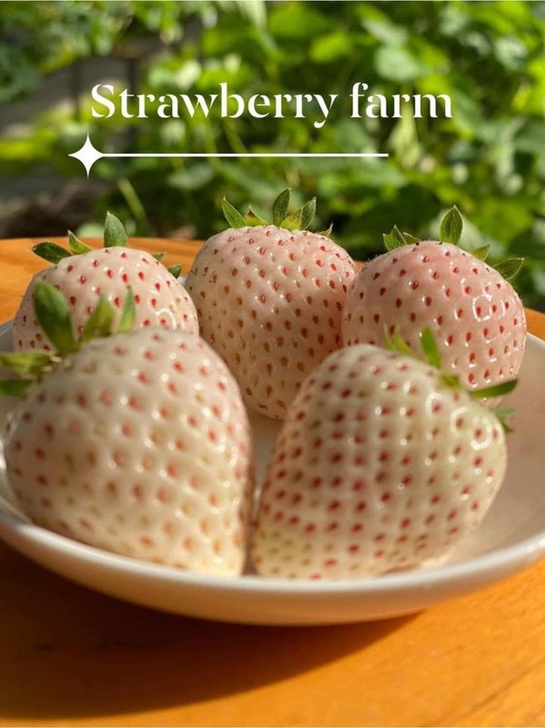 Chi phi chăm sóc giống dâu Bạch Tuyết cũng cao hơn nhiều lần so với dâu thông thường. Theo đó, người trồng không sử dụng phân bón thông thường mà là các chế phẩm sinh học hữu cơ sạch. Ảnh: Facebook