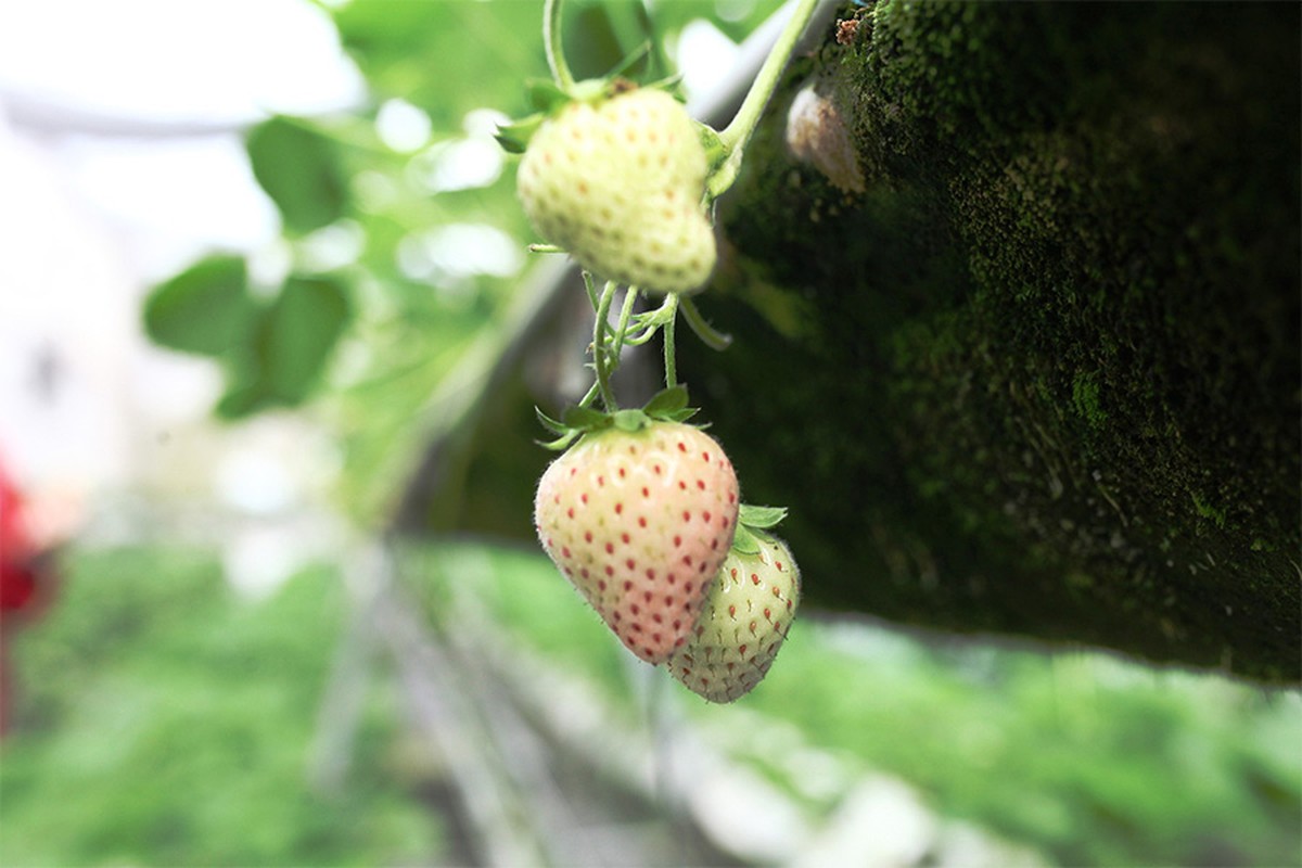 Khi ăn, dâu mềm và ngọt như mật, không giống như các loại dâu khác. Ảnh: Smartfruits