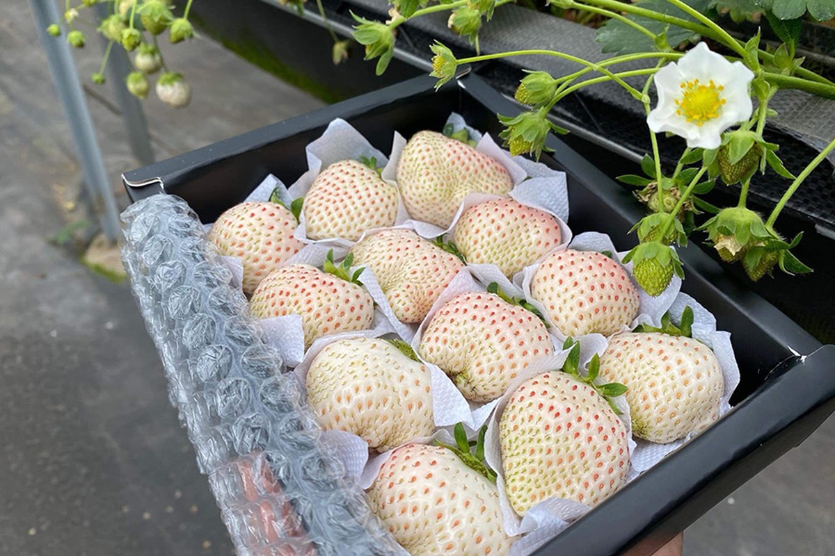 Dâu tây Bạch Tuyết xuất xứ từ Nhật Bản được đánh giá là loại dâu thơm ngon, hiếm và đắt nhất thế giới. Có thời điểm, dâu Bạch Tuyết nhập khẩu về Việt Nam giá lên tới hơn 2 triệu đồng/kg. Ảnh: Smartfruits