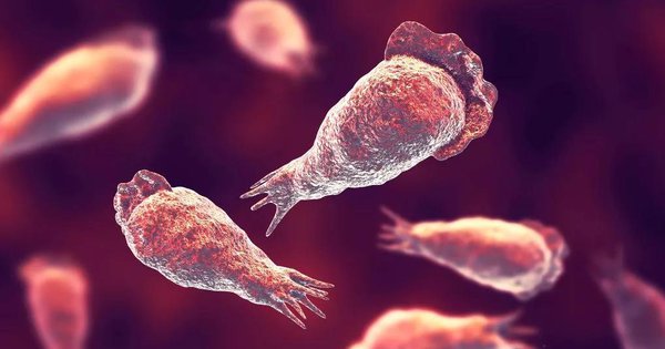 Ảnh đồ họa mô tả amip ăn não - Ảnh: SCIENCE PHOTO LIBRARY