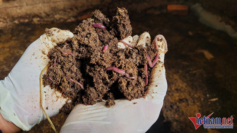 Phân trùn quế được đánh giá rất tốt cho cây trồng, giúp cải tạo đất. (Ảnh: Trần Chung)