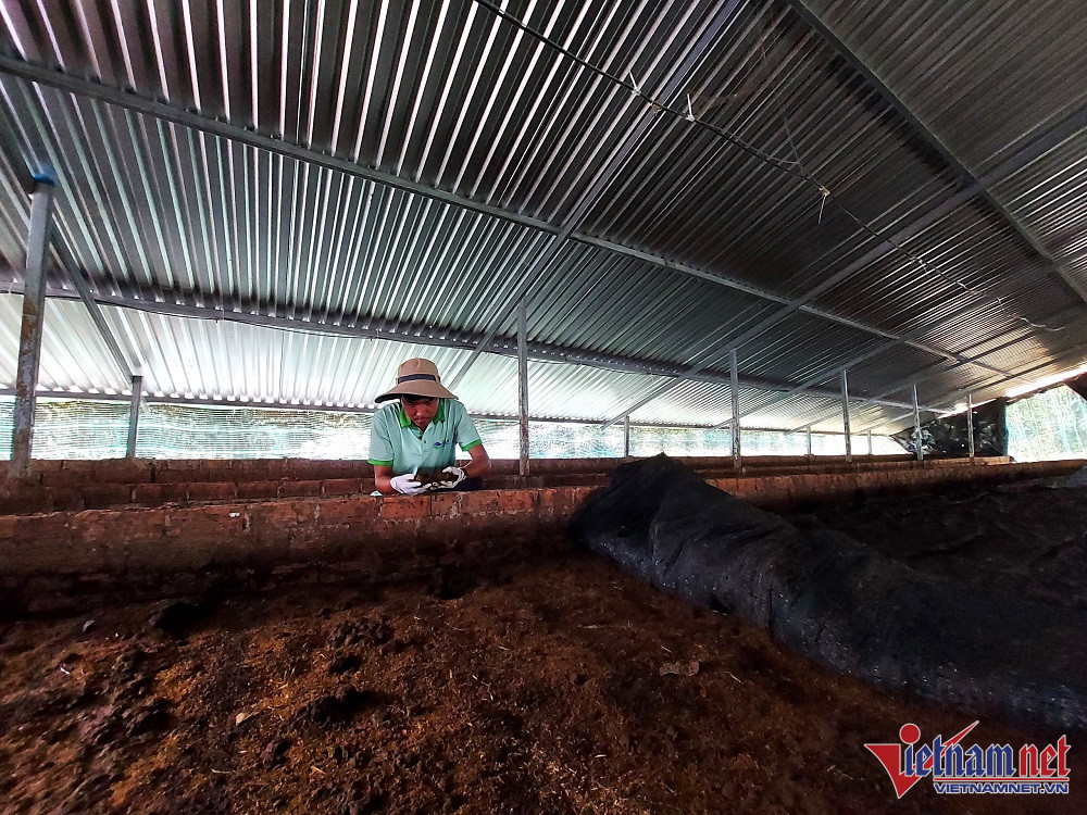 Anh Lê Minh Vương đang kiểm tra chất lượng phân trùn quế. (Ảnh: Trần Chung)