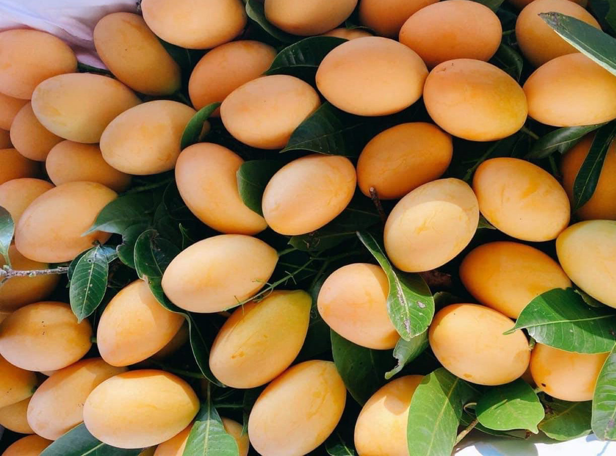 Thanh trà đang là loại trái cây của Thái Lan có giá bán đắt đỏ nhất tại chợ Việt (Ảnh: NVCC)