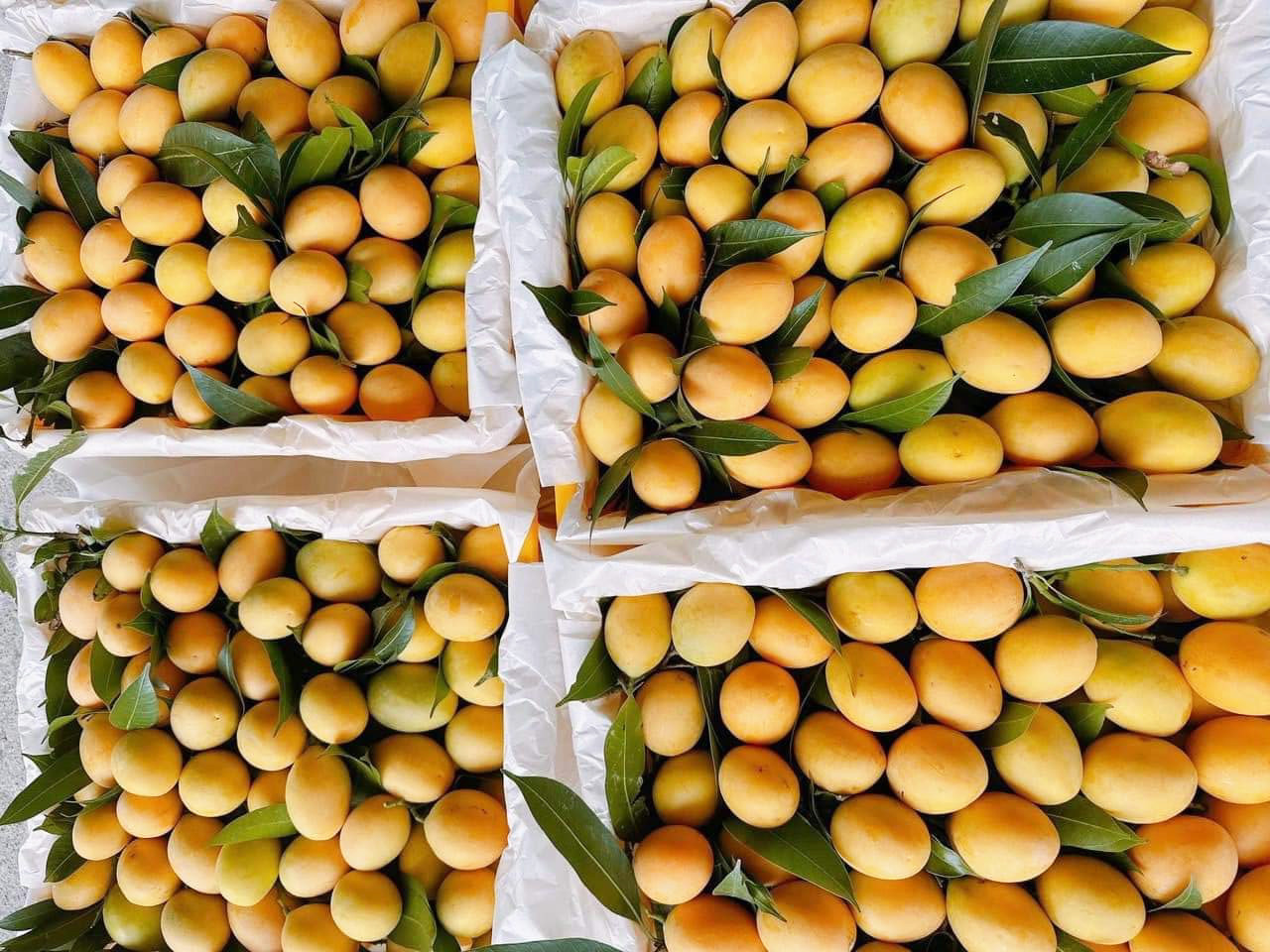 Thanh trà Thái Lan đổ bộ chợ Việt (Ảnh: NVCC)