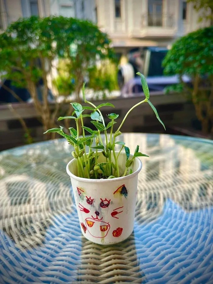 Đoàn Di Băng khoe quà con gái Yuki tự tay trồng tặng mẹ ( (Nguồn: FB Đoàn Di Băng))