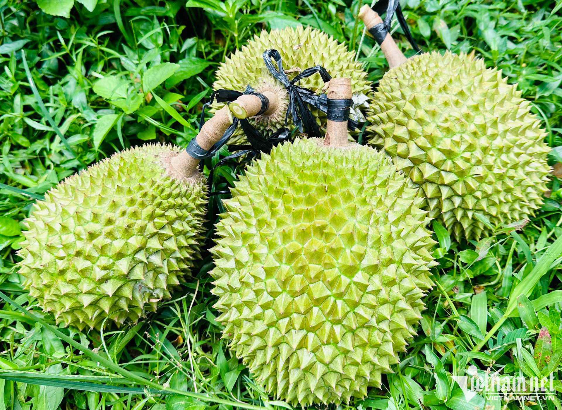 Sầu riêng Musang King trồng ở miền Tây được rao bán giá 900 nghìn đồng/kg (Ảnh: M. Khương)