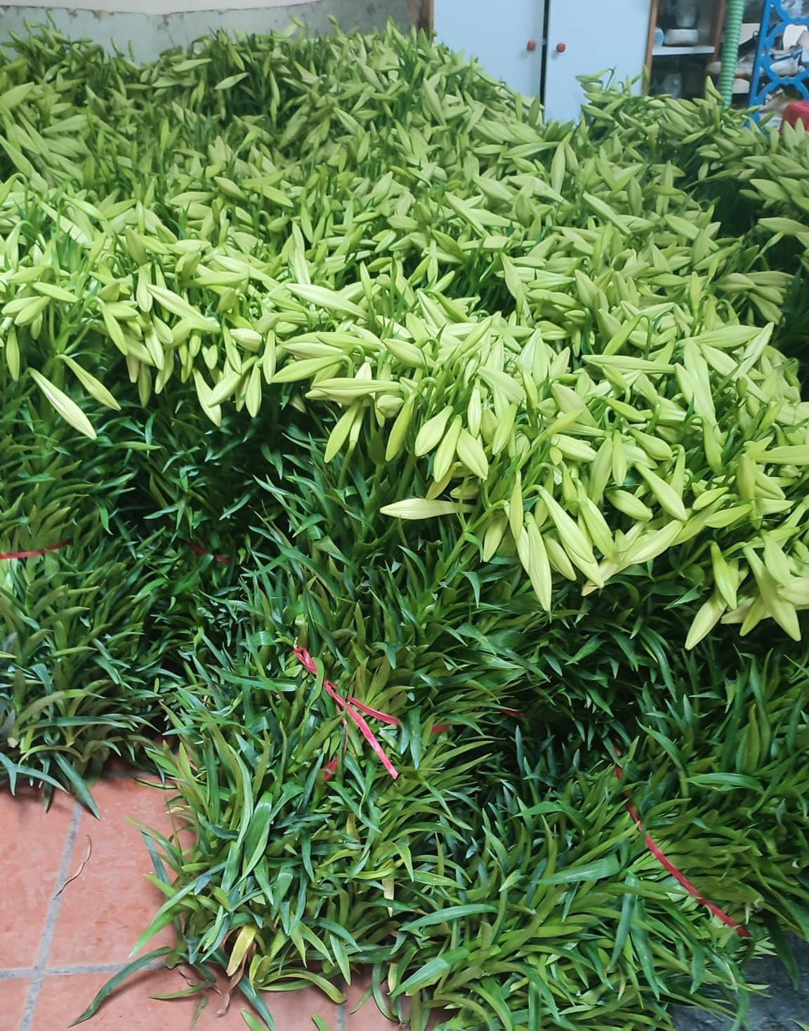 Nguồn cung dồi dào nhưng lại ế ẩm dù giá loa kèn dịp này rẻ hơn so với cùng kỳ năm ngoái (Ảnh: Vũ Huyền)