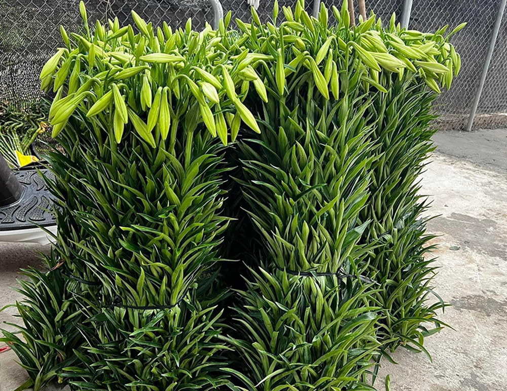 Trên các hội nhóm bán hoa online, loa kèn được rao bán với giá rất rẻ (Ảnh: Vũ Huyền)