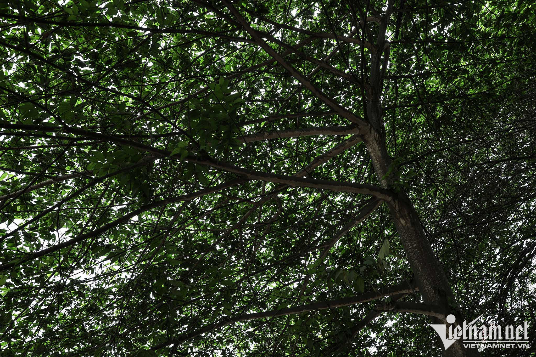 Cây xanh nhuộm màu bụi đen kịt. Ảnh: Lê Anh Dũng 