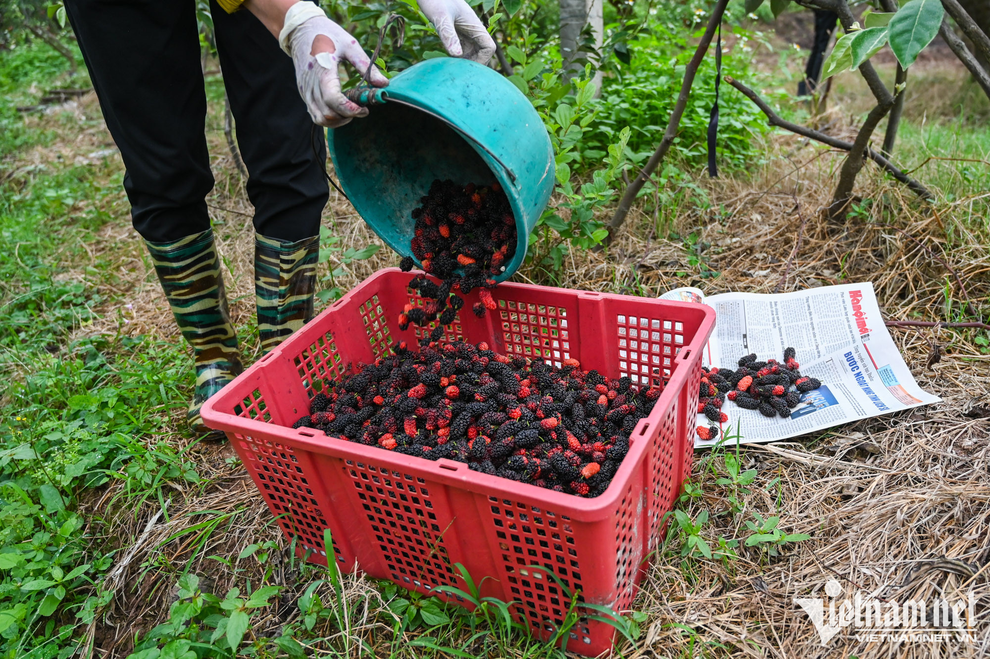 Từ giữa tháng 3, trái dâu dần ngả màu và chín mọng, đó là lúc các chủ vườn tại đây bắt đầu một mùa thu hoạch.