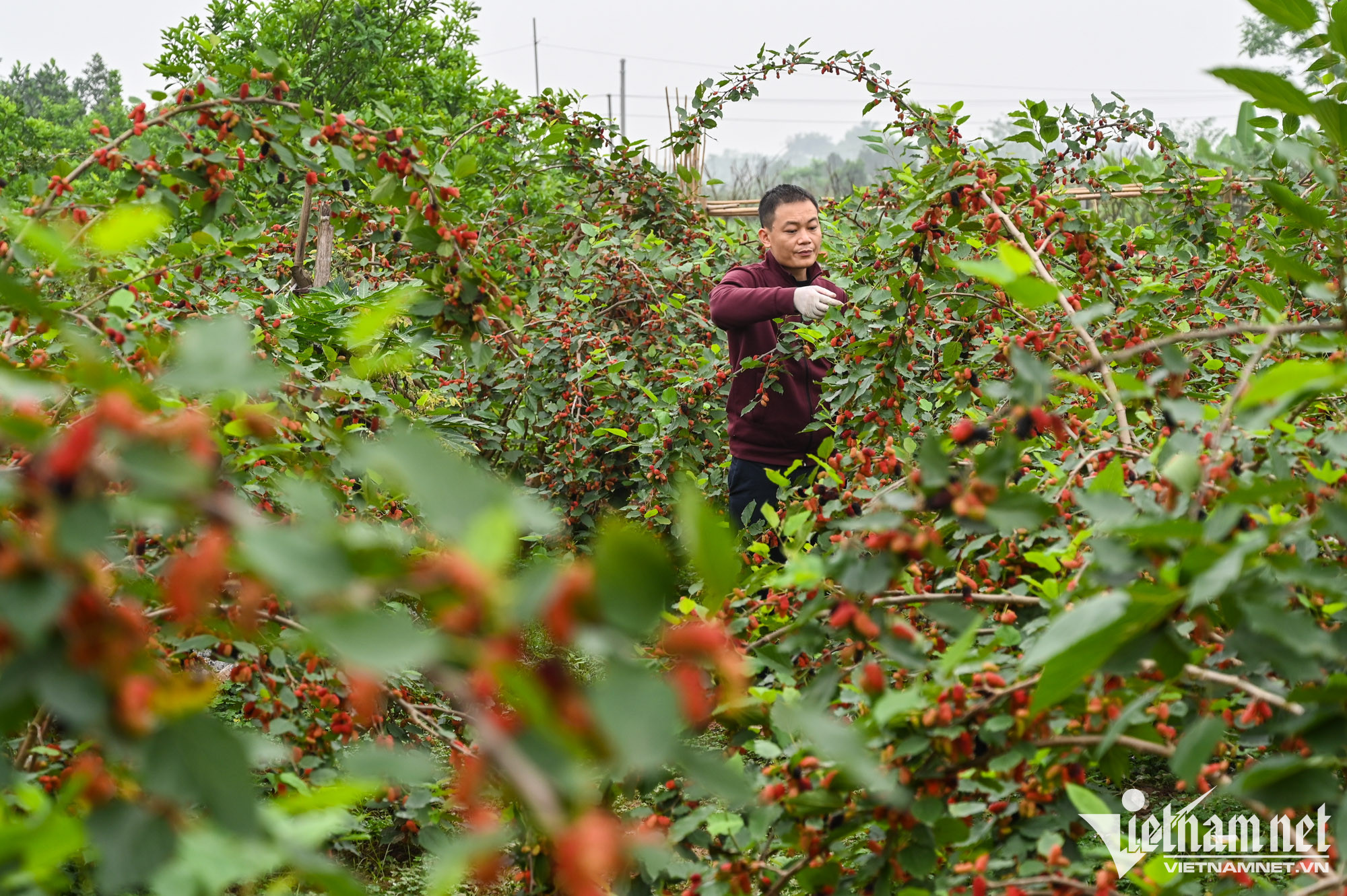 Các hộ nông dân làm nghề trồng dâu ở các xã Dương Liễu, Hiệp Thuận thuộc huyện Hoài Đức và Phúc Thọ (Hà Nội) đang tất bật chăm sóc, cắt tỉa lá để chuẩn bị đón khách.