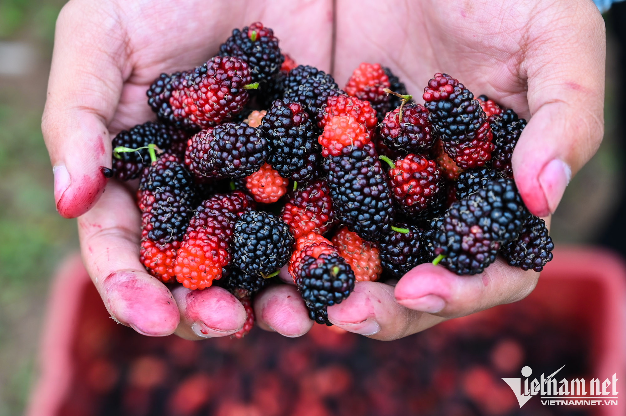 Năm nay do thời tiết thất thường, dâu chín không đồng đều, việc thu hoạch khó khăn, giá bán cho các thương lái tại vườn dao động từ 15.000 đến 20.000 đồng/kg. 