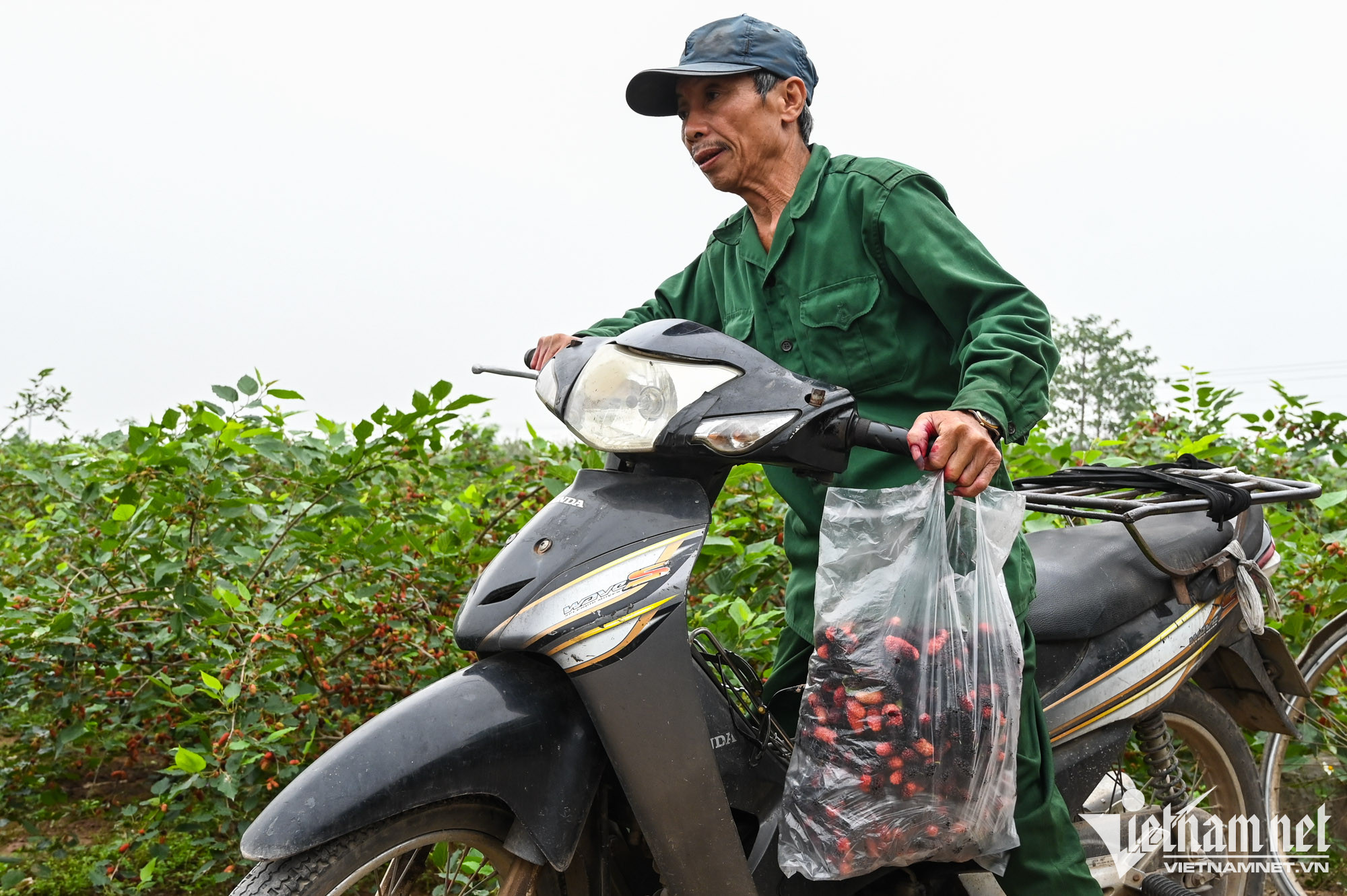 Nhiều người tới mua dâu trực tiếp tại vườn để có thể chọn những quả chín đen với số lượng từ 2 đến 5kg mang về làm siro, nước ép, mứt... 