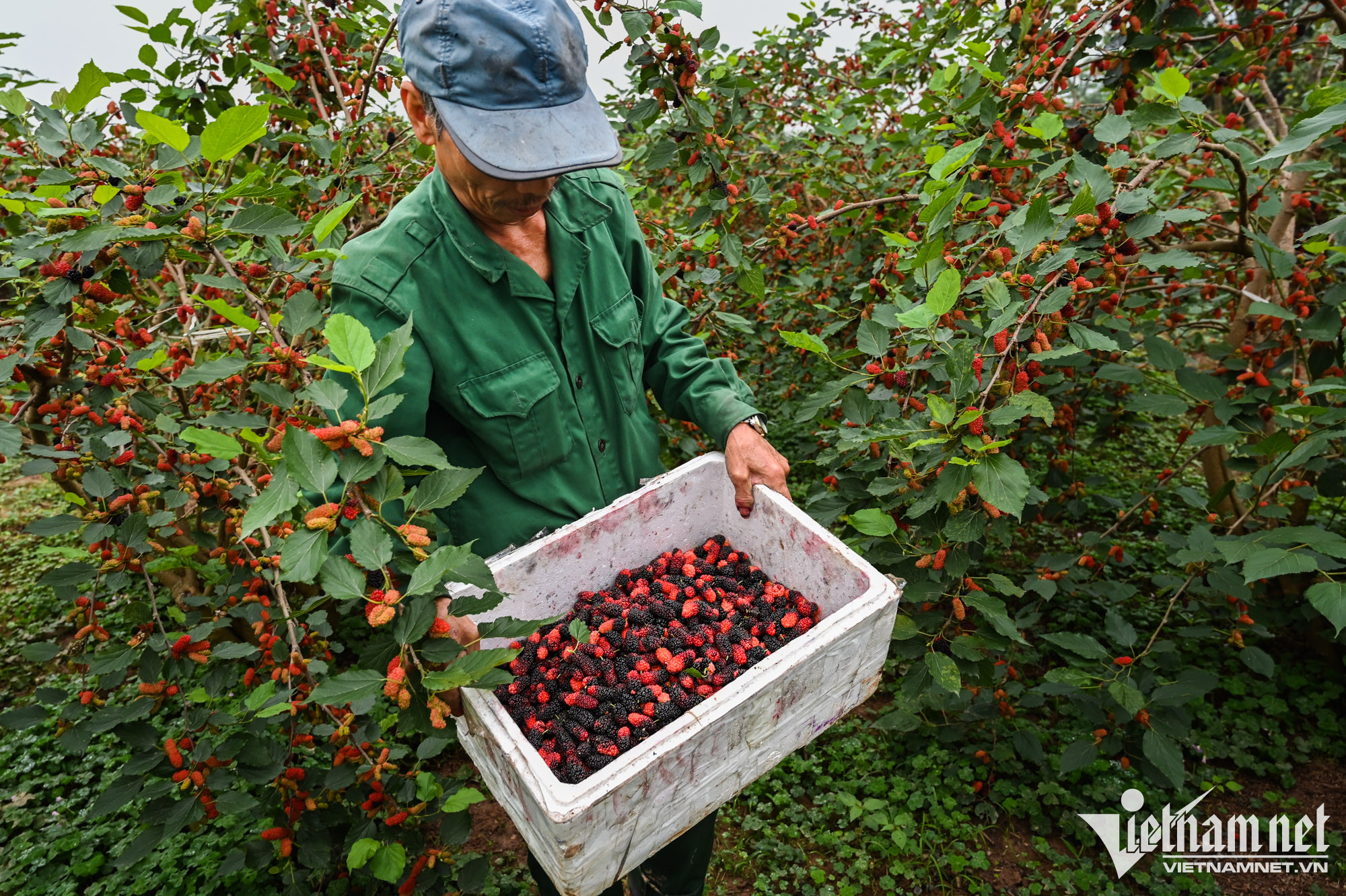 Để đóng hàng cho buôn lái, những quả gần chín hẳn sẽ được thu hoạch để khi vận chuyển không bị dập, đồng thời bảo quản lâu hơn. Trong thời điểm bận rộn này, gia đình ông Văn thu về khoảng 1 triệu đồng/ngày.