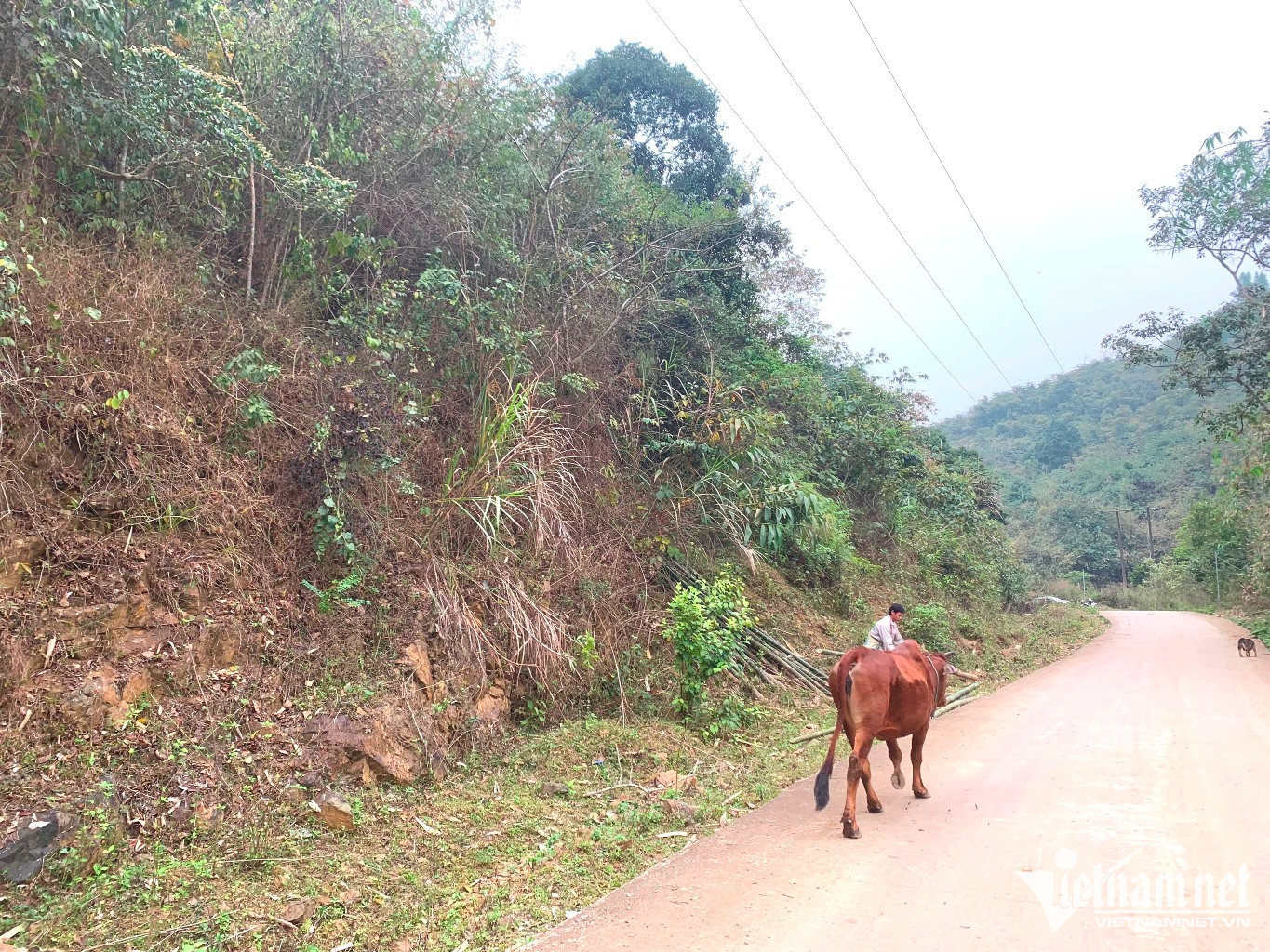 Số liệu từ Chi nhánh Văn phòng Đăng ký đất đai huyện Kim Bôi (Hòa Bình) cho thấy, tính từ đầu năm 2023 đến hiện tại, cả huyện có 117 giao dịch chuyển nhượng đất rừng sản xuất. Ảnh: Nhóm PV