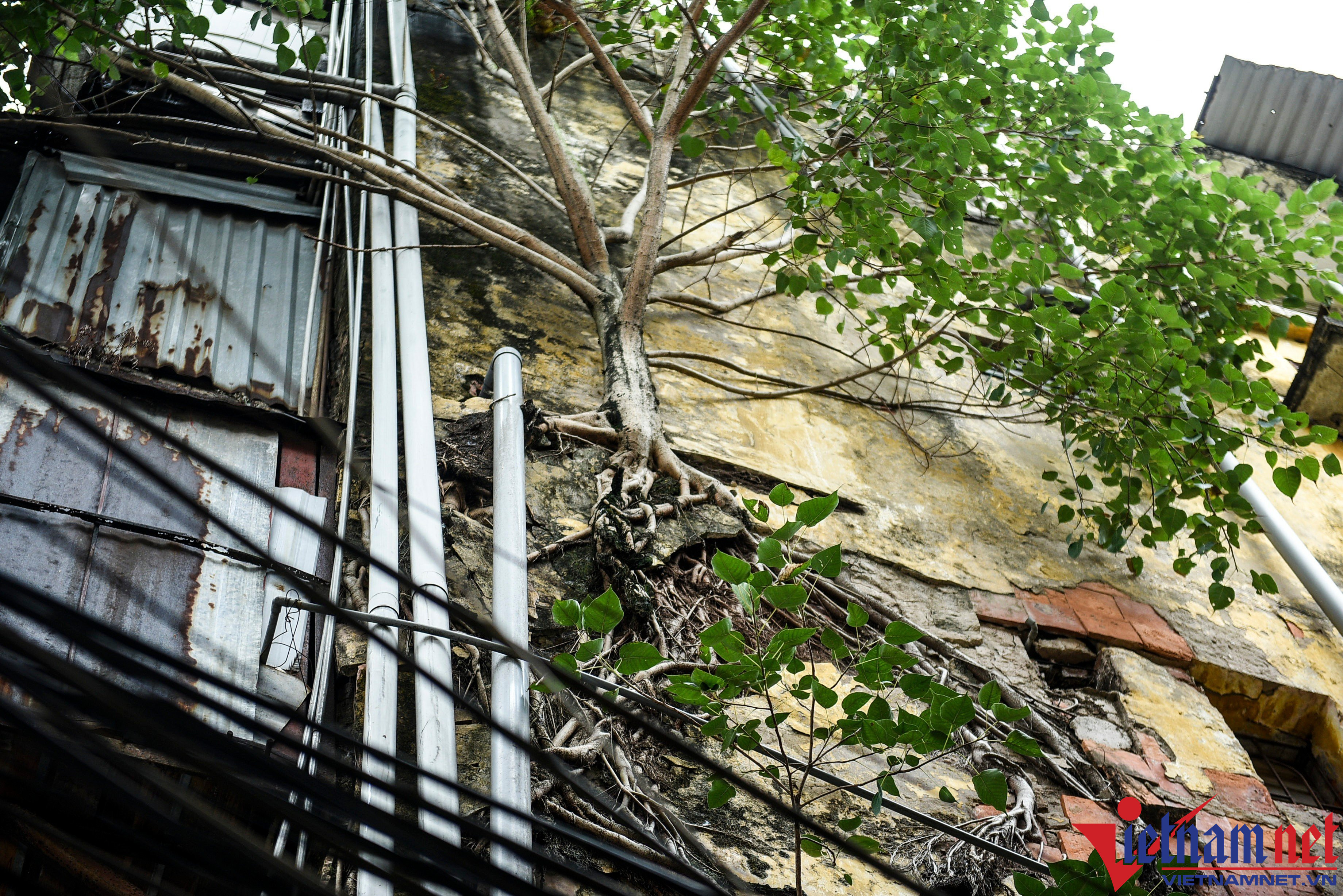 Cây bám rễ sâu trên tường nhà.