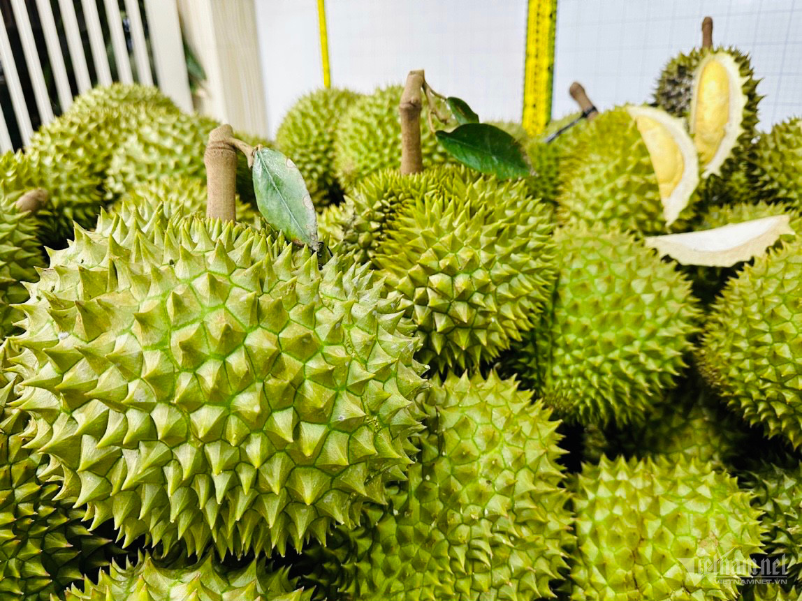 Giá sầu riêng neo ở mức cao (Ảnh: Tâm An)