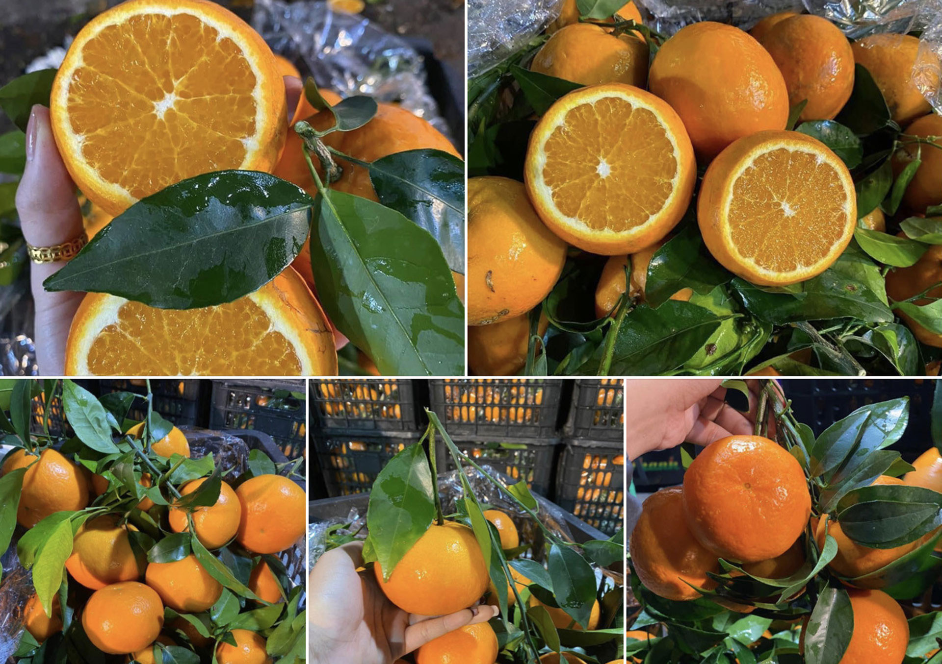 Cam đường Ôn Châu đang đổ bộ chợ đầu mối và bán với giá rẻ như rau (Ảnh: NVCC)