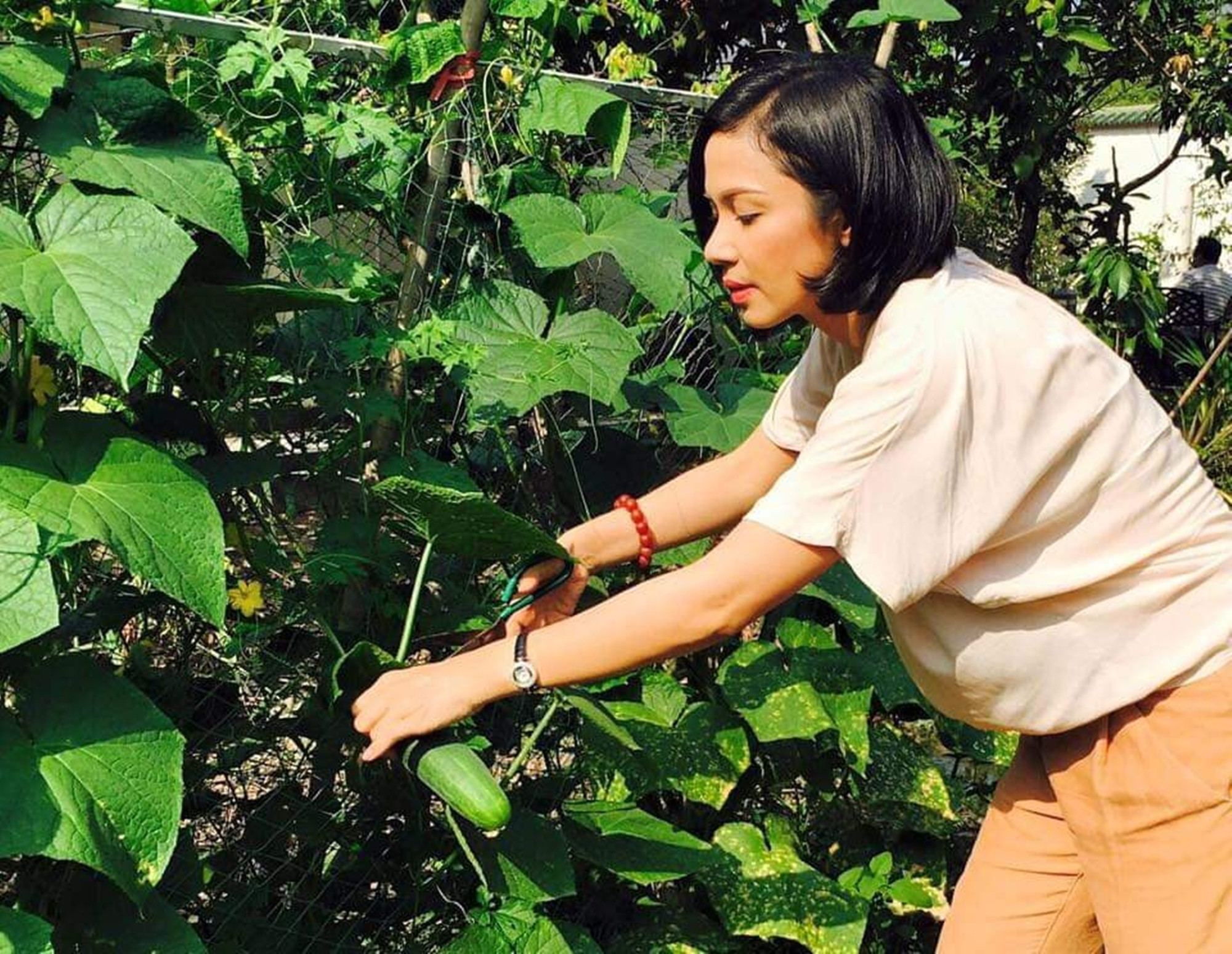 Việt Trinh sở hữu căn nhà vườn rộng 2.500m2 tại Bình Dương, trồng rất nhiều rau quả, cây ăn trái.