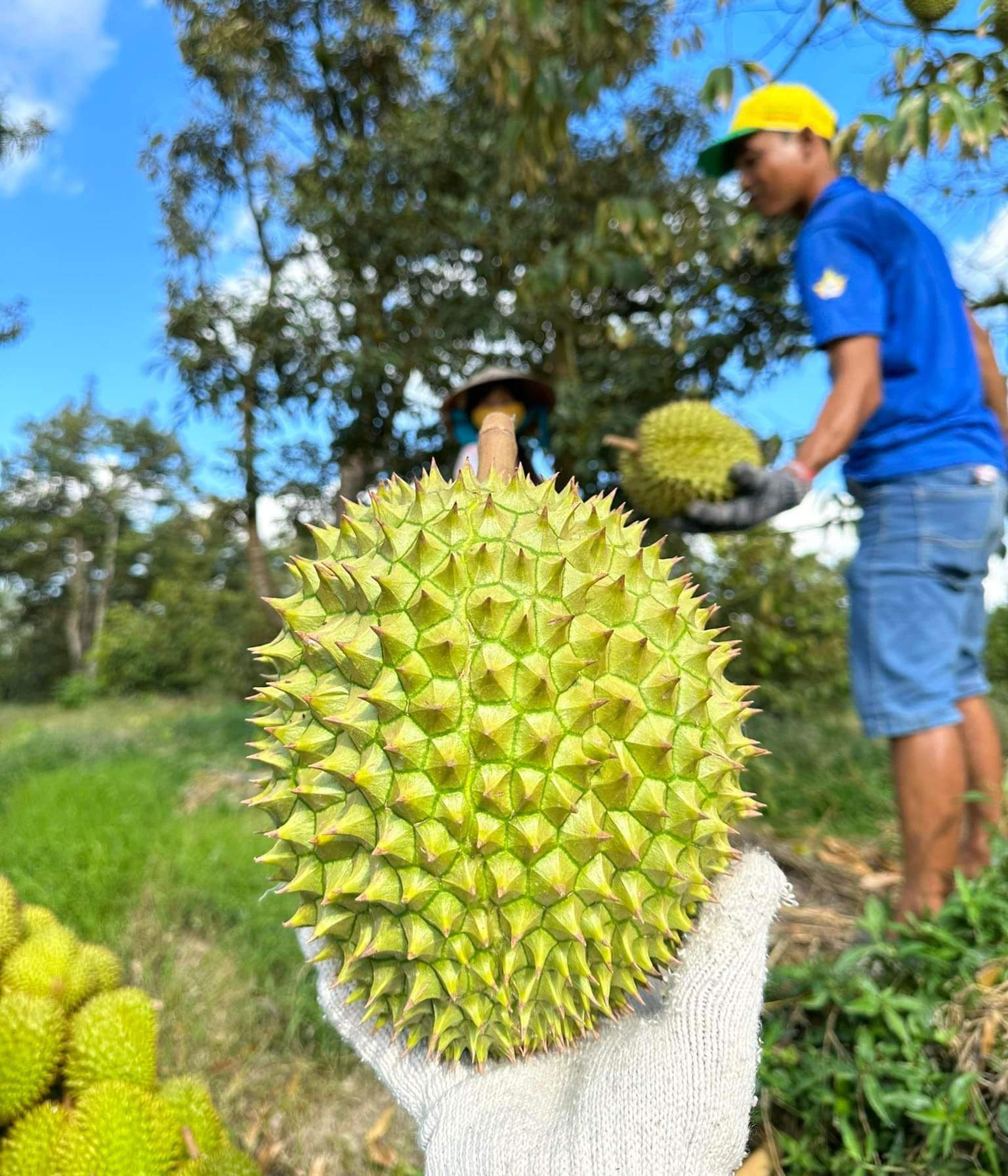Tại miền Tây, sầu đang vào mùa thu hoạch rộ (Ảnh: Mạnh Khương)