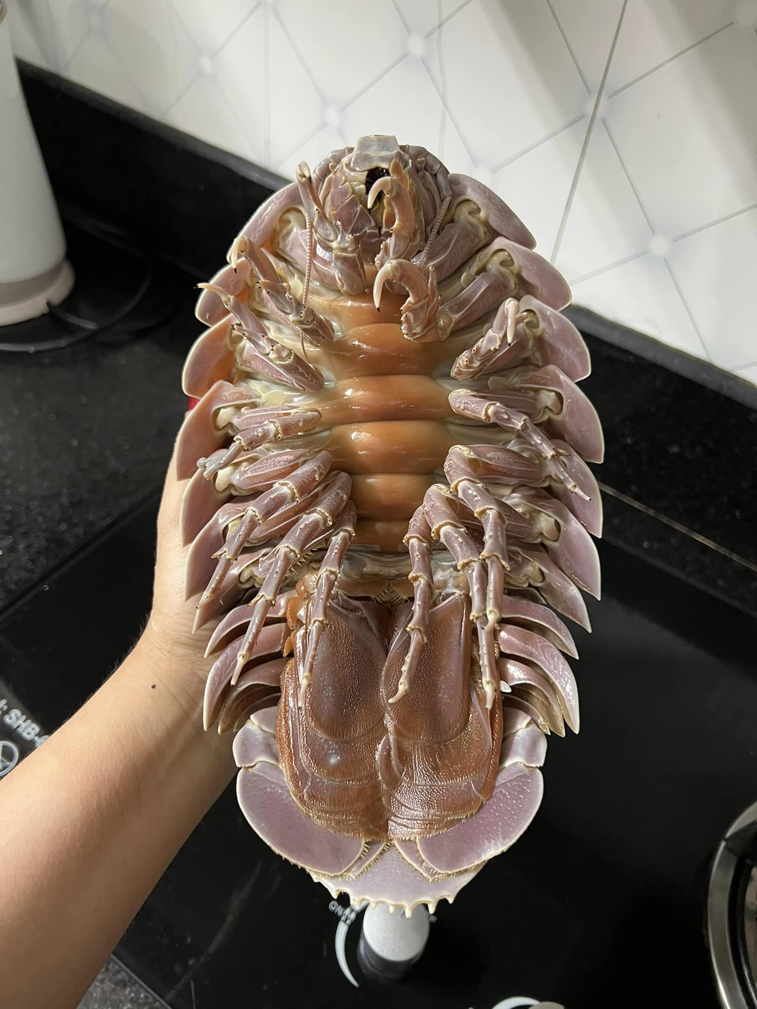 Bọ biển sống dưới đáy biển, cân nặng trung bình từ 1-1,5kg, cá biệt có con to tới 2kg. Chúng có lớp vỏ cứng với nhiều chân nhỏ sắc nhọn mọc khắp thân nên được ví như 