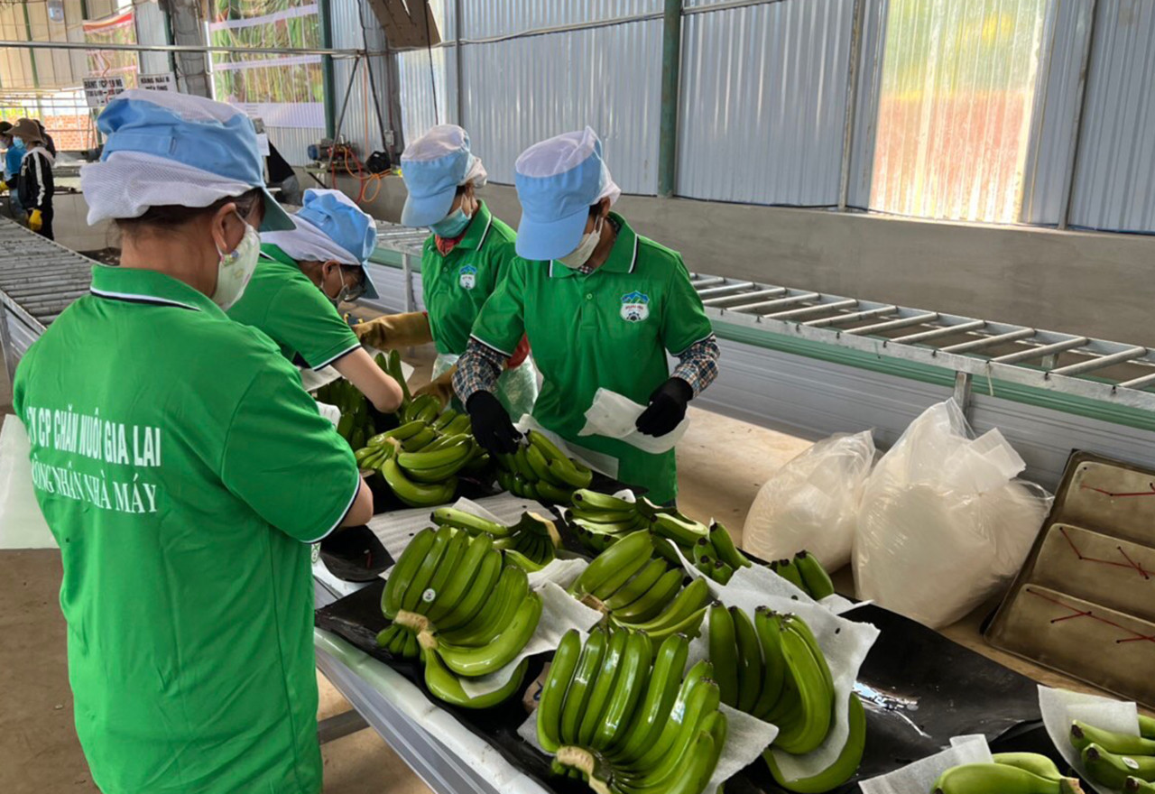 HAGL có lời từ bán chuối. (Ảnh:HAG)