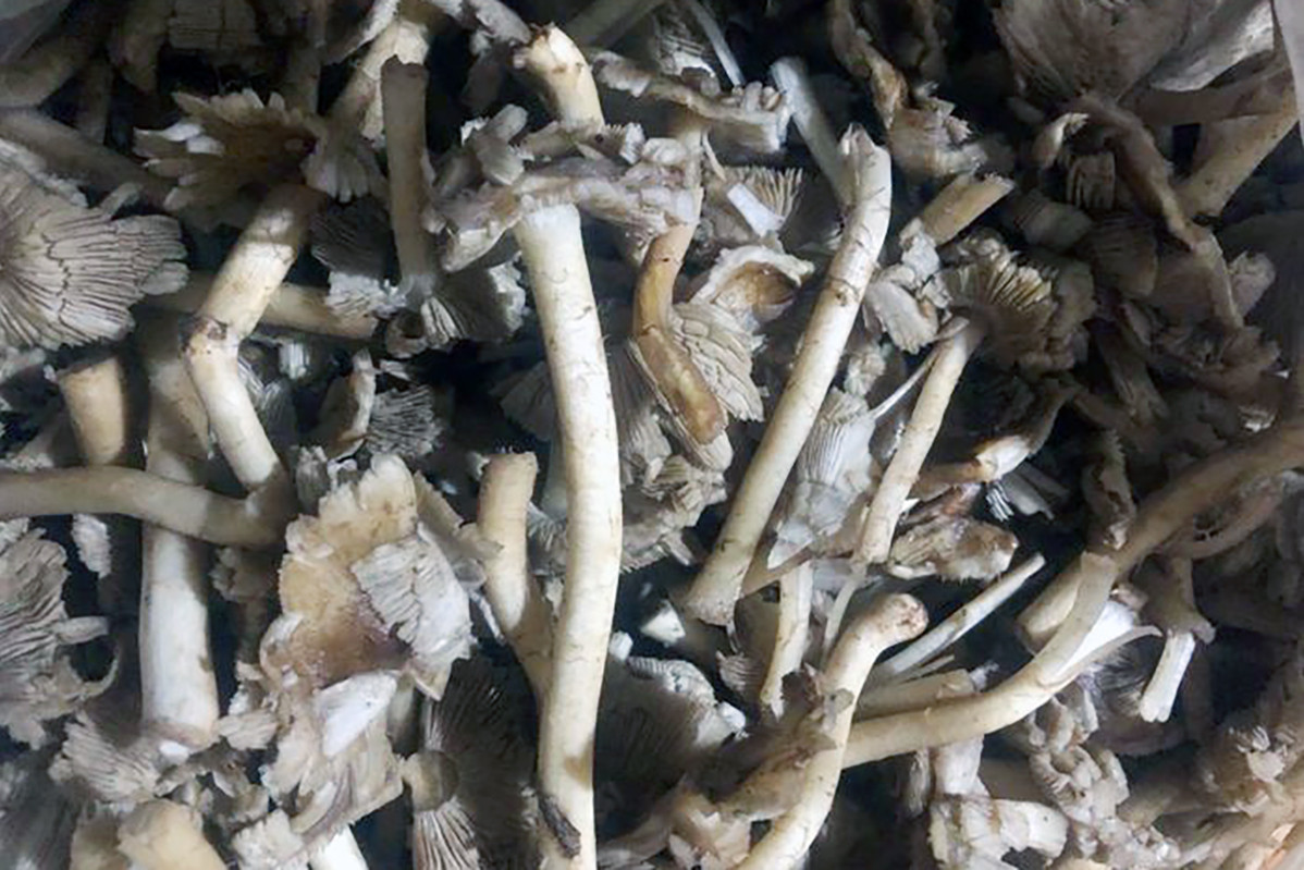 Nấm rừng mà những người dân đã ăn bị nhập viện. Ảnh: Đoàn Ngọc.