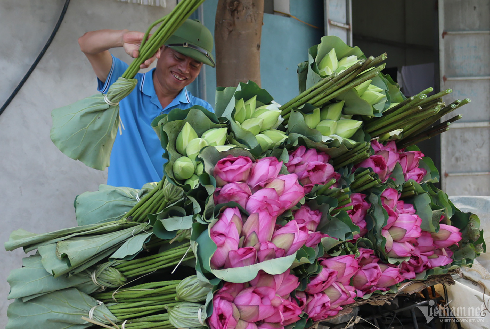 Hàng ngày anh Khanh thu hái khoảng 15.000-20.000 bông sen (Ảnh: Đỗ Trang)