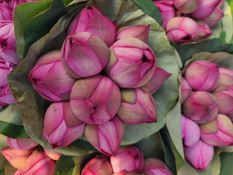 Giá sen 1.000 cánh siêu rẻ (Ảnh: NVCC)