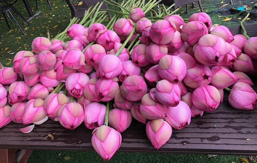 Dân buôn có thể bán hết hàng nghìn bông sen siêu cánh này (Ảnh: NVCC)