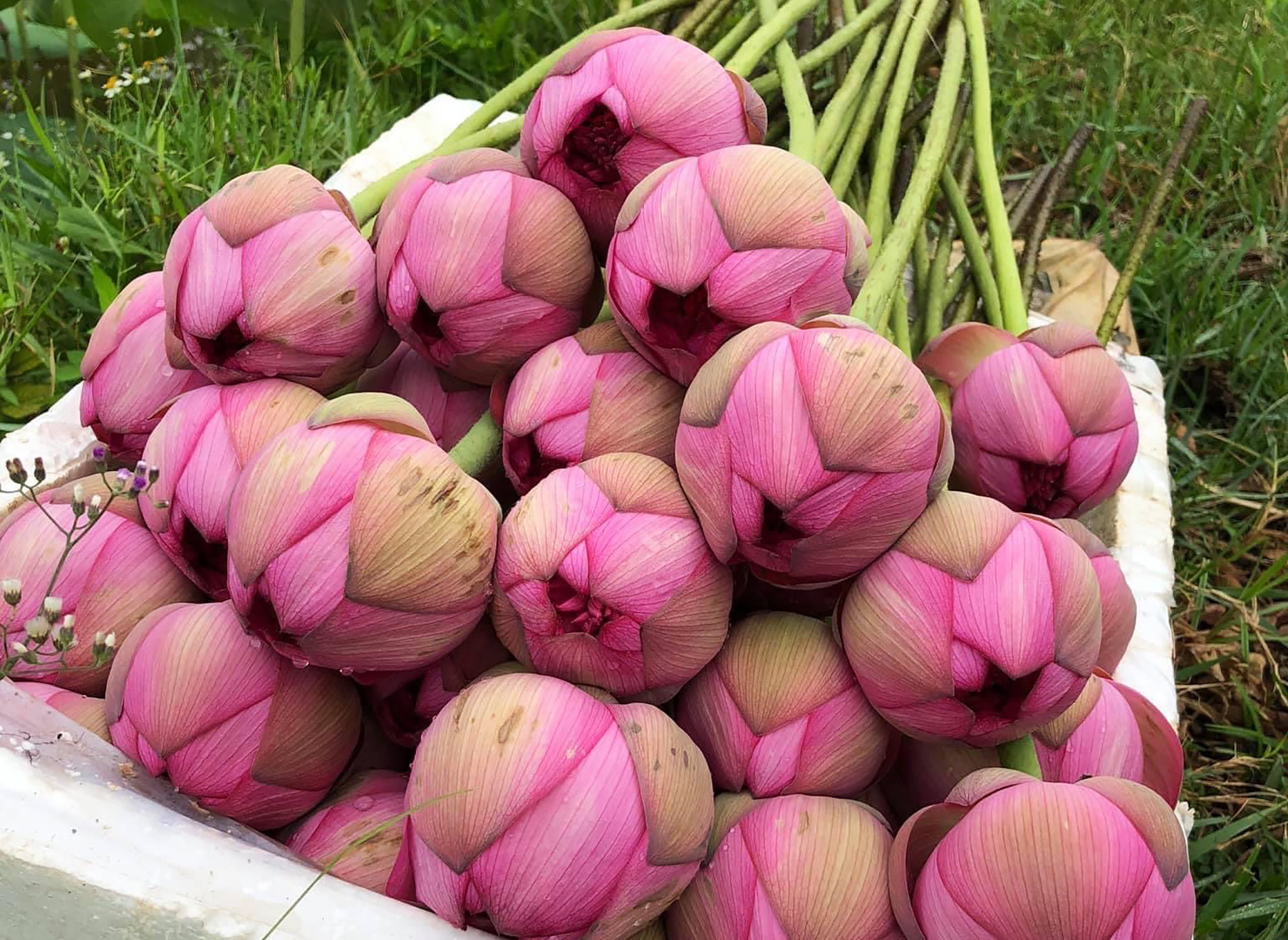 Năm nay trên thị trường sen 1.000 cánh được rao bán la liệt (Ảnh: NVCC)