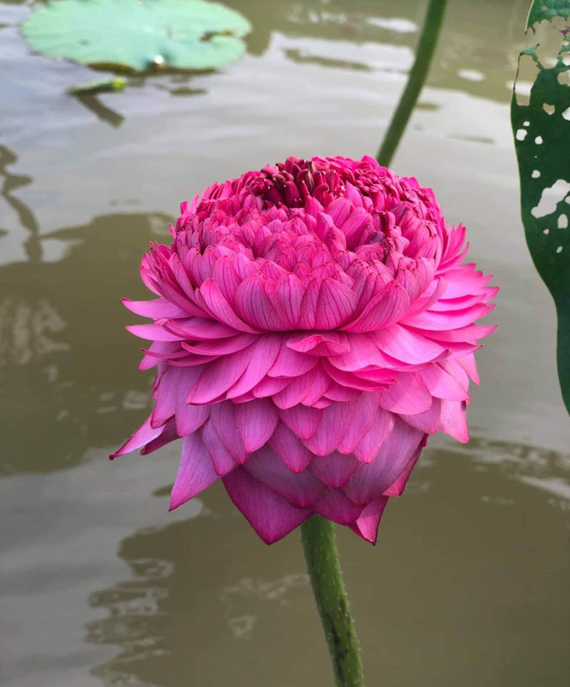 Hoa sen có 1.000 cánh từng gây sốt, được giới mê sen ráo riết lùng mua.