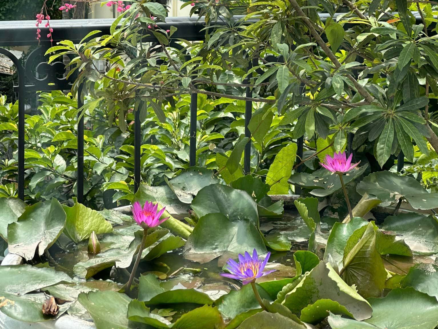 Hiện tại, ngoài việc tập trung phát triển sự nghiệp, Nguyễn Thị Huyền sống thư thái với niềm yêu thích trồng cây, làm vườn.