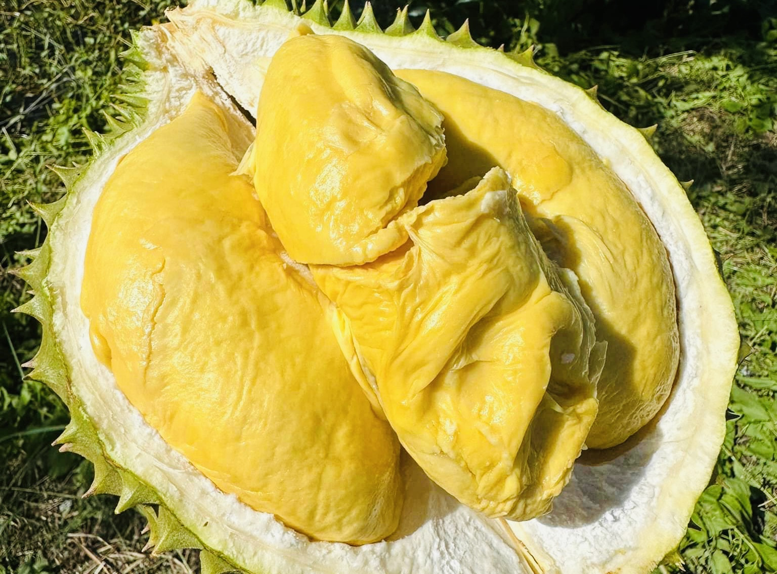 Kim ngạch xuất khẩu sầu riêng dự kiến đạt 1,5 tỷ USD trong năm nay (Ảnh: Mạnh Khương)