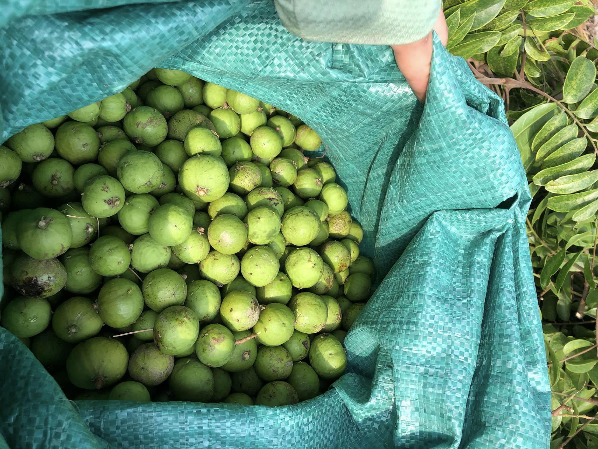 Sấu đang có giá khá rẻ (Ảnh: NVCC)