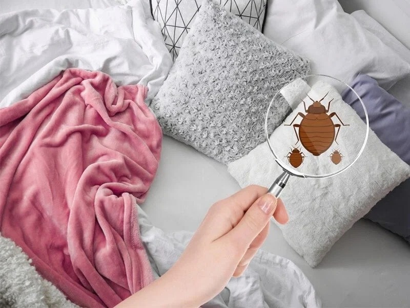 Kinh hãi: Vỏ gối không giặt 1 tuần có chứa tới 3 triệu vi khuẩn, bẩn hơn 17.000 lần so với bồn cầu Kinh hãi: Vỏ gối không giặt 1 tuần có chứa tới 3 triệu vi khuẩn, bẩn hơn 17.000 lần so với bồn cầu