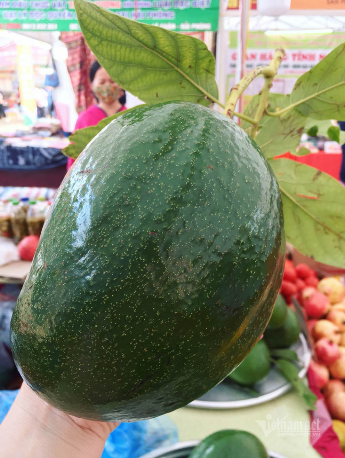 Trung bình mỗi quả bơ khổng lồ nặng từ 1,2-1,6kg, có quả nặng hơn 2kg (Ảnh: Nhật Thanh)