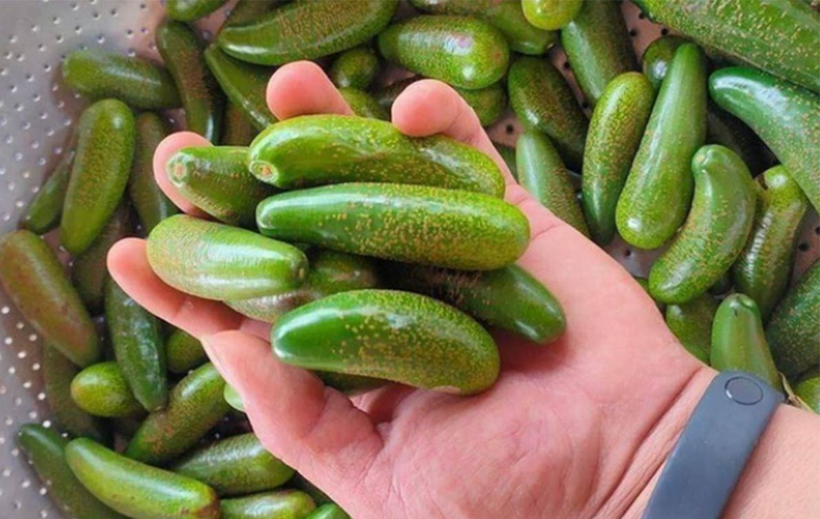  Bơ tí hon đắt khách (Ảnh: Gia đình và Xã hội)