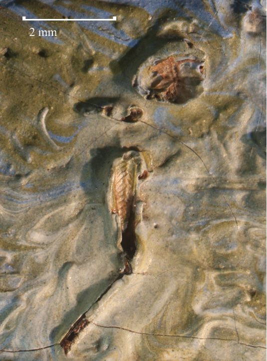 Kính hiển vi cho thấy một phần xác của chú châu chấu (Ảnh: Bảo tàng nghệ thuật Nelson-Atkins)