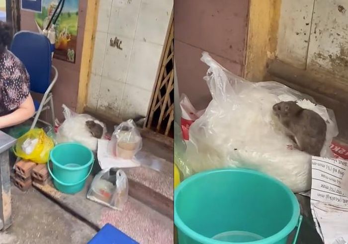 Xử phạt hành chính và đóng cửa quán ăn có chuột 'chễm chệ' trên túi bún Xử phạt hành chính và đóng cửa quán ăn có chuột 'chễm chệ' trên túi bún